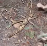 O ilimizde ortaya çıktı! Dev etçil...