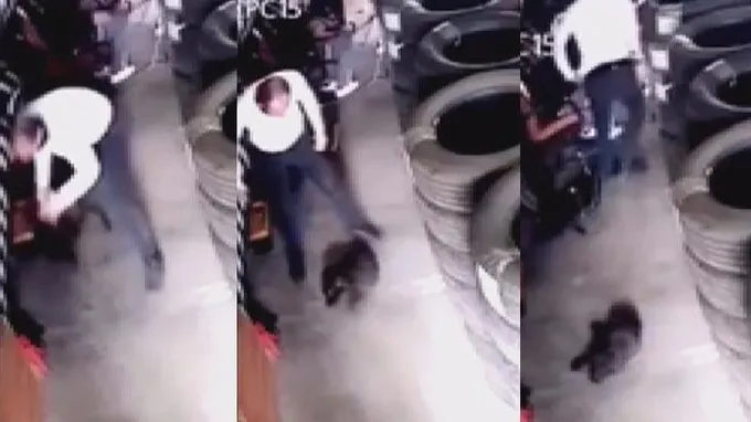 İstanbul’da yavru köpeği yere vurarak öldüren cani yakalandı - 1