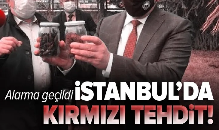 İstanbul'da palmiyeler için 'kırmızı' tehlike! Çok sayıda ağaç kesildi
