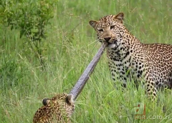 Kurt sürüsü köpeğe böyle saldırdı! Sahibi… 15