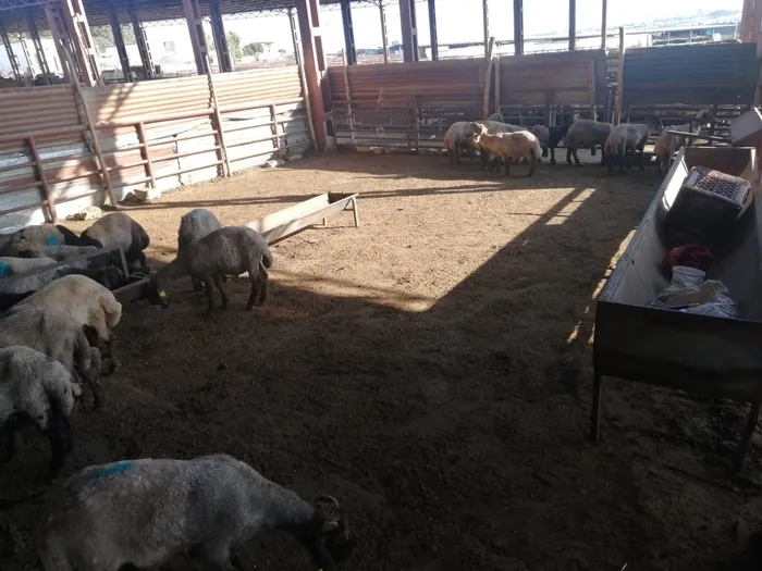 Bu kez ne çakal ne tilki ne de kurt! Köpekler ağıla girdi onlarca küçükbaş hayvanı telef etti - 2