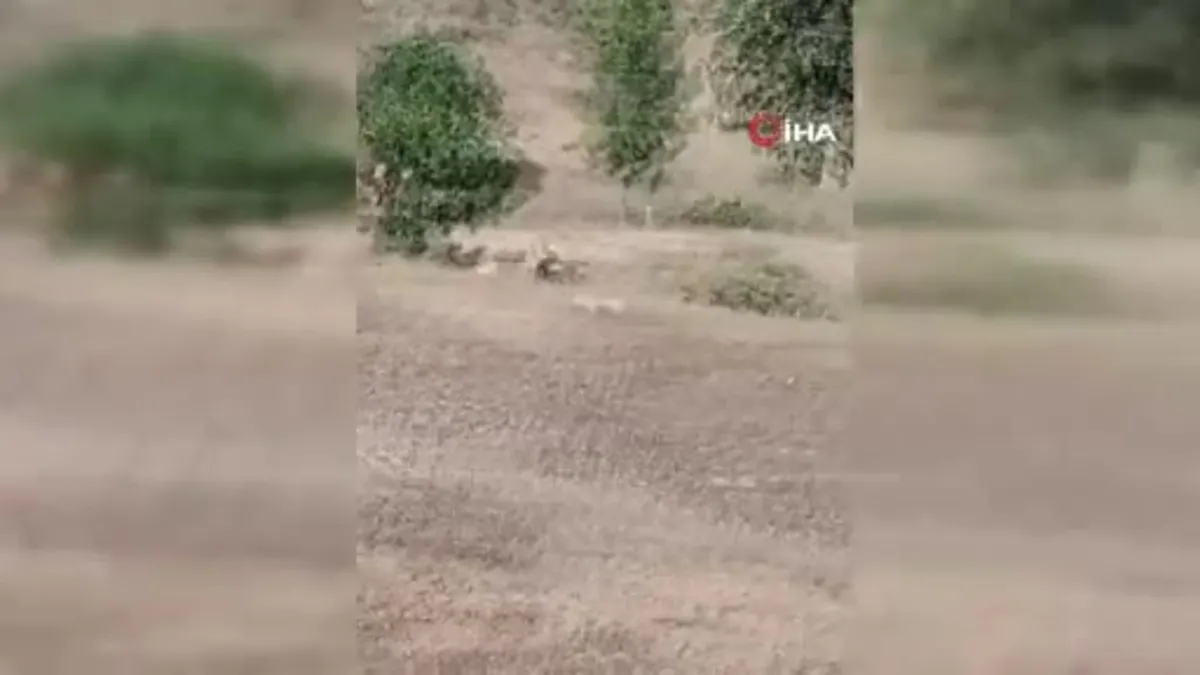 Elazığ’da nesli tehlike altına olan dağ keçileri görüntülendi