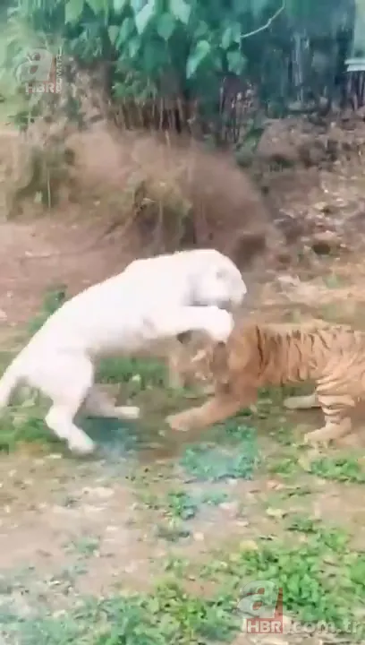 Beyaz aslan ve kaplanın karşılaşması nefesleri kesti! (Aslan Kaplan kavgası) 5