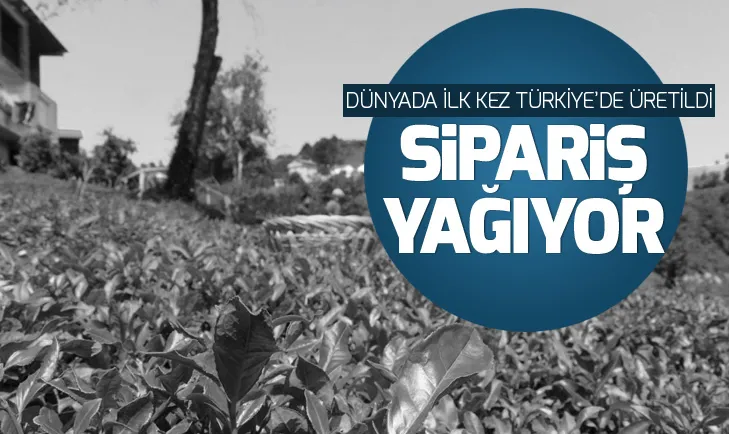 Dünyada ilk kez Türkiye’de üretilen yeşil çaya büyük ilgi