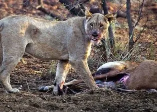 Aslan ve komodo ejderinin hamile avları! Biri dehşete düşürdü diğeri şoke etti