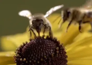 Kabus geri döndü! ABD'de 'öldüren arı' paniği!