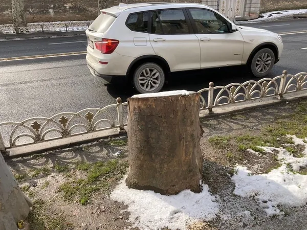 iste-ibbnin-112-agaci-katlettigi-anlar-istanbulun-guzellikleri-tek-tek-yok-oluyor-orfamder-tespit-de-basarisiz-1647205722056.jpg İşte İBB'nin 112 ağacı katlettiği anlar! İstanbul'un güzellikleri tek tek yok oluyor! ORFAMDER: Tespit de başarısız tedavi yöntemi de... - 3