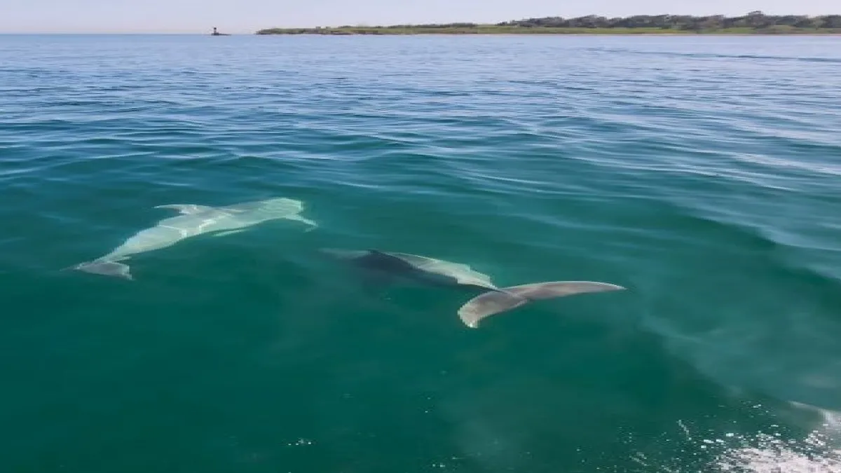 Tekirdağ'da balıkçı teknesine yunus sürprizi
