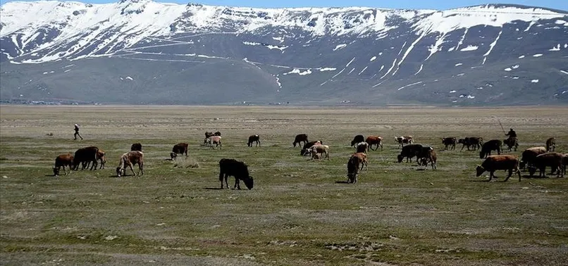 Tarım ve Ormancılık Bakanı Vahit Kirişci'den Sözleşmeli Besicilik Projesi açıklaması! Anlaşma yapanlar için detaylar paylaşıldı
