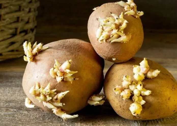 Dikkat! Bu patates ölüme neden oluyor