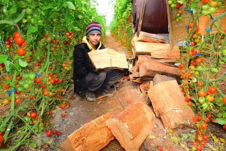 Antalyalı çiftçiler donla mücadelesinde davul zurna kullanıyor! 16 saatlik nöbet