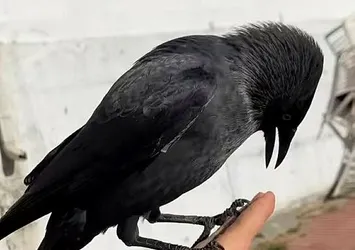 Karga ile video paylaştı! Başına gelmeyen kalmadı