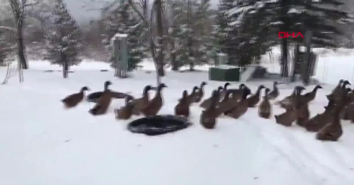 ABD'de ördeklerin kar keyfini soğuk böldü