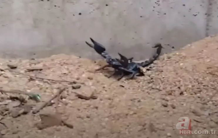 Görüntüler Türkiye’den… Havalar ısınınca ortaya çıktı! Gece uykudayken akrep soktu 9