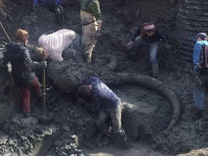 Tarlada prehistorik döneme ait yünlü mamut kalıntısı bulundu