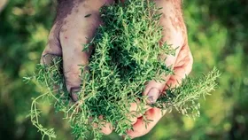 Kanser hücrelerini öldüren bitki...