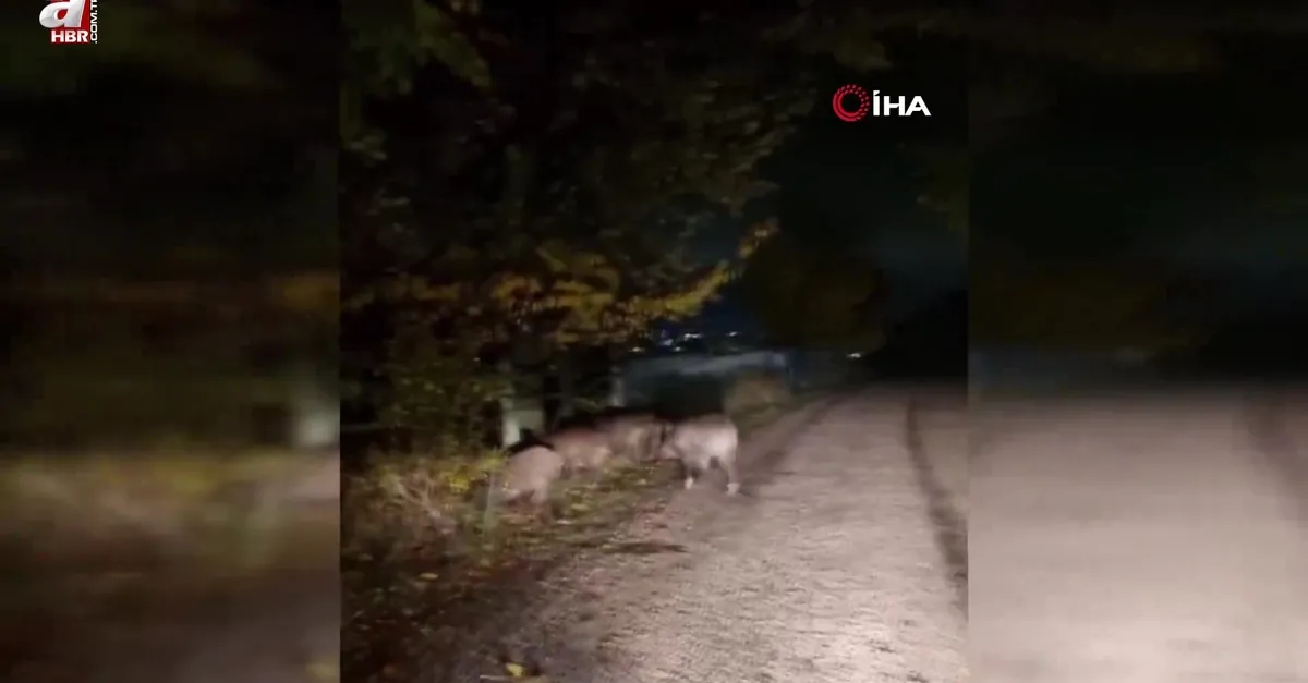 Bolu’da aç kalan domuz sürüsü yola indi