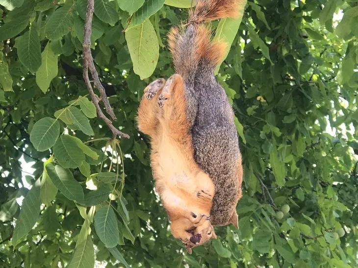 Vicdansızlığın bu kadarı! Sincaplara yaptıklarına bakın