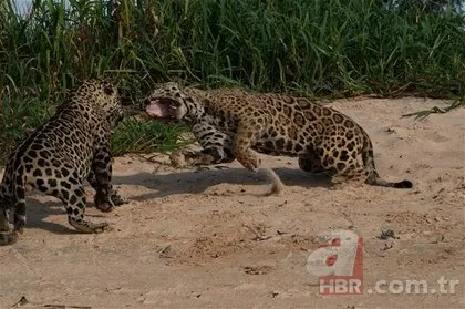 İki jaguarın inanılmaz karşılaşması! Sosyal medyayı sallayan görüntüler!