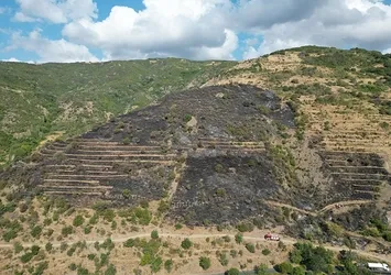 Tekirdağ'da orman yangını! Olayla ilgili 1 şüpheliye gözaltı kararı