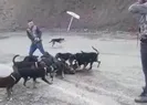 Şoke eden görüntü! Köpeğe parçalattılar