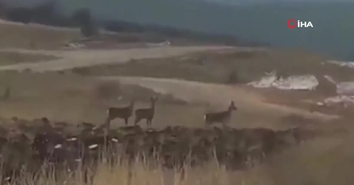 Geyik sürüsü Tokat'ta yerleşim alanı yakınlarında görüntülendi