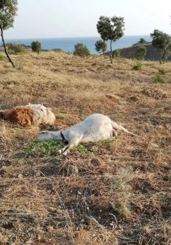 İzmir’de vahşet! Arazisine giren keçileri otomatik tüfekle telef etti