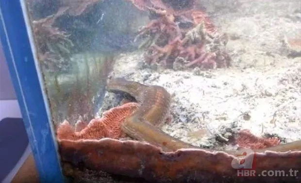 Hayvanlar dünyasından inanılmaz anlar 8