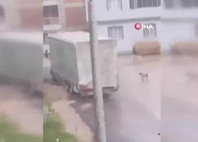 Başıboş köpek sürüsü çocuğu böyle kovaladı