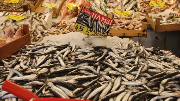 Senelerdir görülmeyen uskumru yavrusu tekrar tezgahları süslemeye başladı