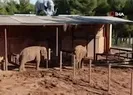 Hayalleri suya düştü!