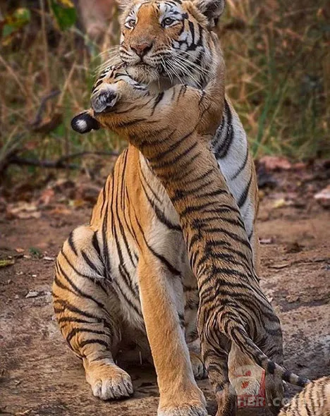 Böylesini daha önce hiç görmediniz 6