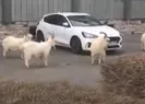 Korona sonrası sokakları yabani keçiler bastı!