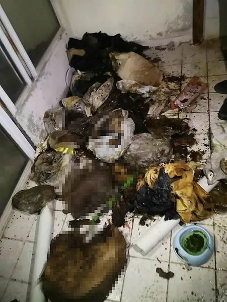 Marmaris’te bir evde çok sayıda kedi 🐱 ve köpek 🐶 ölüsü bulundu