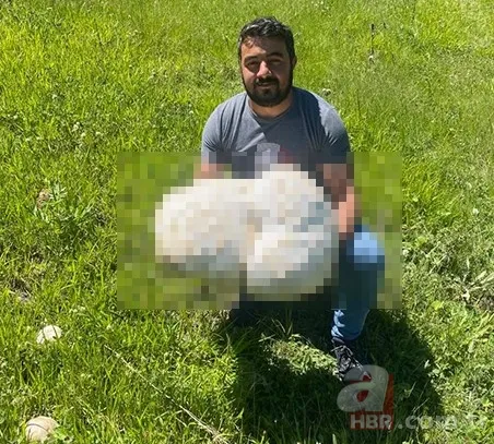 Sivas'ta yürüyüşe çıkan iki arkadaş buldu: Kaya sandılar gerçek bambaşka çıktı 1