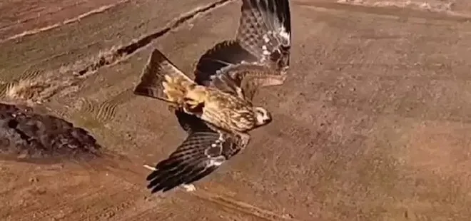 Kızıl şahinlerin dronla mücadelesi kamerada
