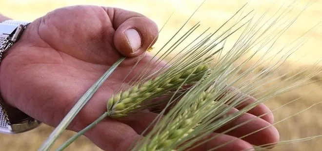 Başkan Recep Tayyip Erdoğan müjdeledi! Buğday ve arpa alım fiyatları Konyalı üreticiyi memnun etti