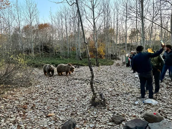 Yeni akım: Ayı ile selfie! Yetkililer ısrarla uyarıyor: Ayılar saldırgan kendinizi ve ailenizi tehlikeye atmayın - 2