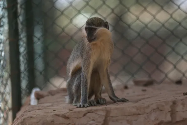 Akıllara durgunluk veren olay! Maymunlar ev basıp bir aylık bebeği kaçırdı