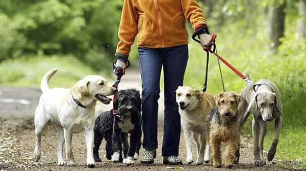 ruyada-kopek-gormek-ne-anlama-gelir-ruyada-kopek-gormek-ruya-tabiri-1623114748383.jpg Rüyada köpek görmek ne anlama gelir? Rüyada köpek görmek rüya tabiri... - 4