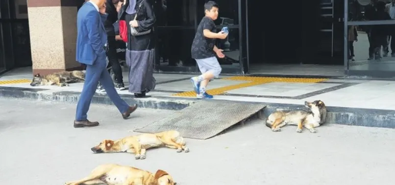 İzmit'te köpeklerden kaçarken duvardan düşmüştü! Arkadaşları konuştu: Korku içindeyiz önlem alın