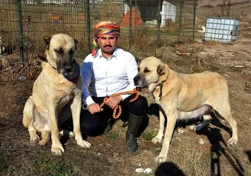 Çoban köpekleri sınırda nöbet tutacak