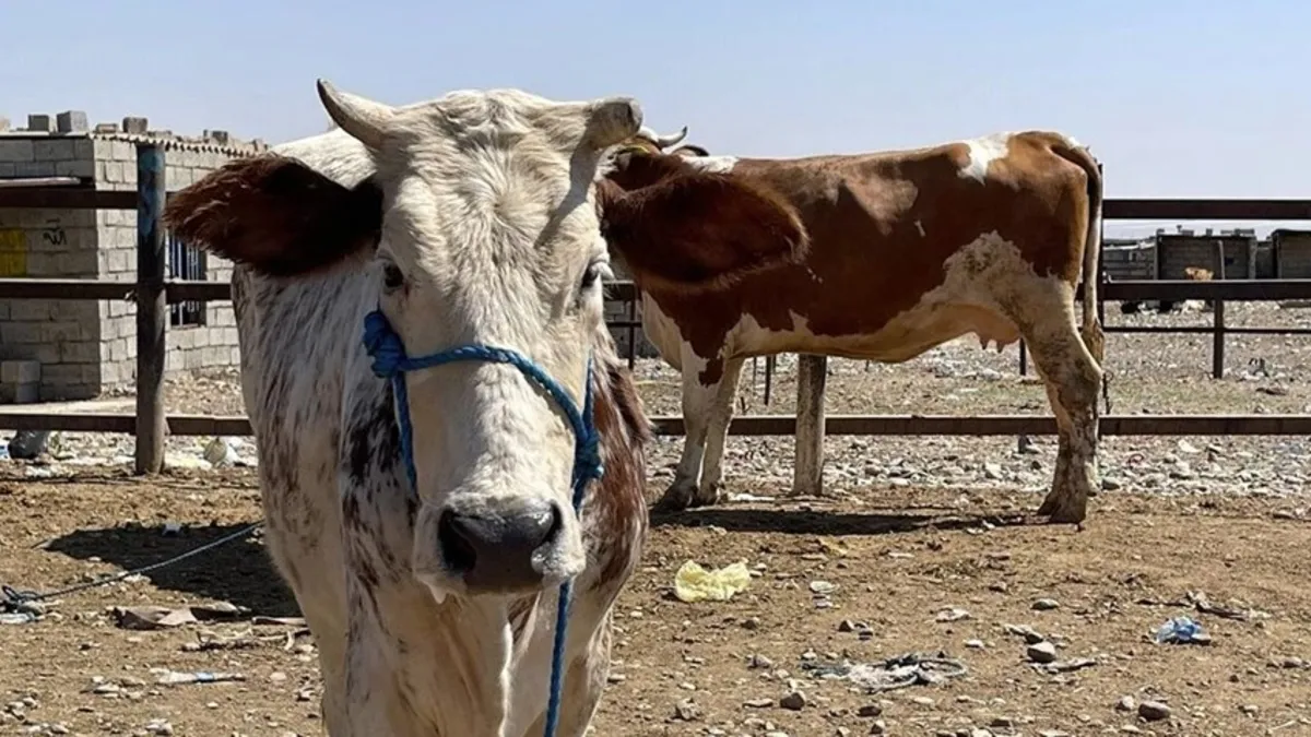 Kerkük'te "Hemorajik ateş virüsü" alarmı: Et satışlarını olumsuz etkiledi