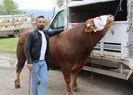 1 ton 150 kilogram ağırlığındaki Paşa