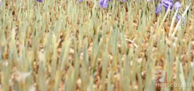 Türkiye'de bir ilk! Kilosu 450 bin TL, gram gram satılıyor: Bir avuç fiyatı şaşkına çeviriyor 4