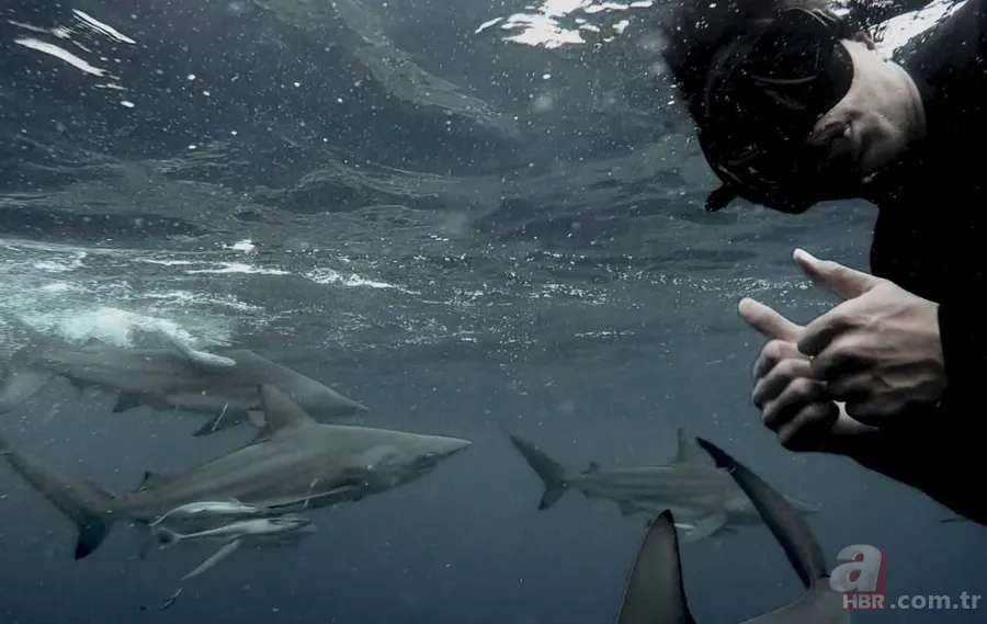 Ölümle burun buruna! Denizde korkunç anlar drone kamerasında! Dev köpek balığı... 9