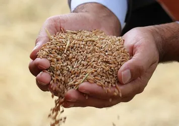Dünyanın sadece 26 günlük buğdayı kaldı