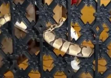 Antalya'da korku dolu anlar! Bahçe kapısına sıkışmış halde bulundu