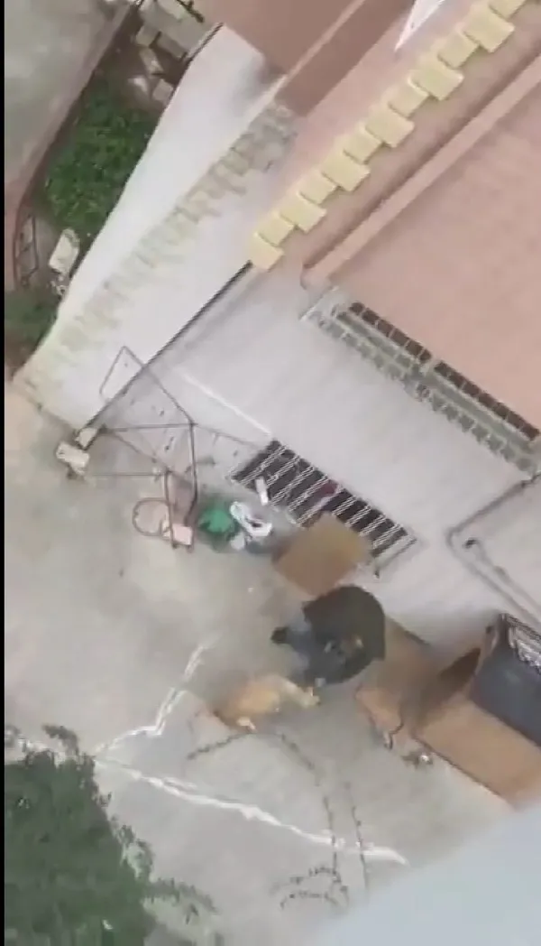 maltepede-doktor-kopegini-dovdu-o-anlar-kamerada-1633255441435.jpg Maltepe’de doktor köpeğini dövdü! O anlar kamerada - 1