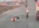 Köpeğe ateş edip yaralayan kişi yakalandı